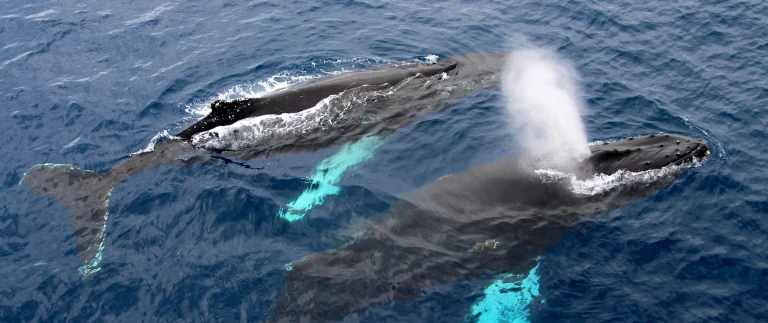 Kurs auf die ultimative thule regionshutterstock 500174725 scaled aspect ratio 1500 630 scaled