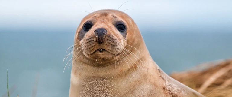 Kurzreise friesische inseln kleine entdeckertour grosser charakter hanseatic spirit von hamburg nach hamburgseehund mordsee aspect ratio 1500 630