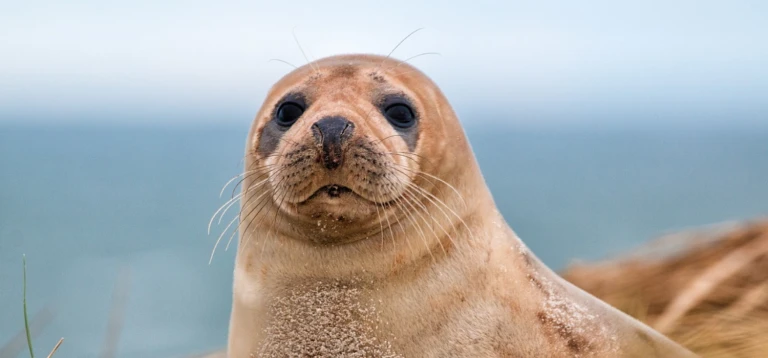 Kurzreise friesische inseln kleine entdeckertour grosser charakter hanseatic spirit von hamburg nach hamburgseehund mordsee
