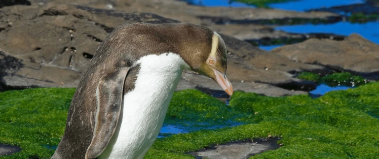 Neuseelands wilde subantarktische inselnantipodeninseln pinguin aspect ratio 1500 630
