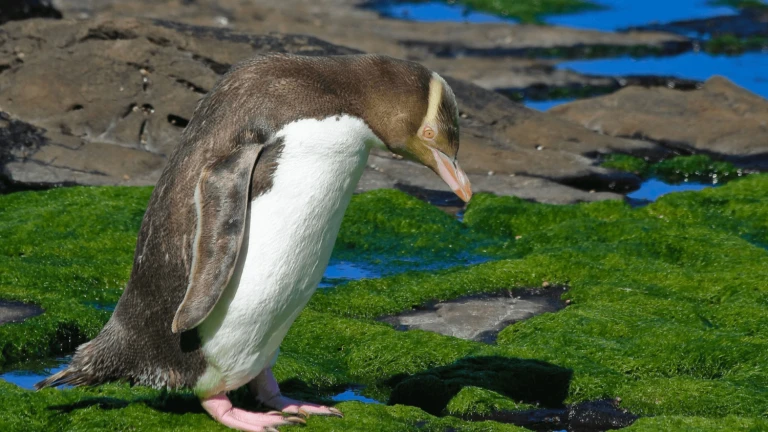 Neuseelands wilde subantarktische inselnantipodeninseln pinguin