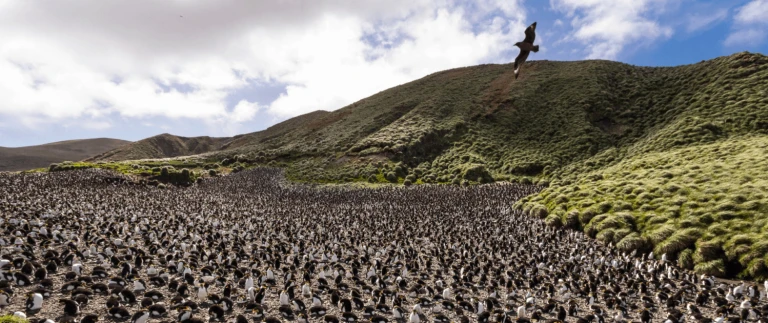 Neuseelands wilde subantarktische inselnmacquarieinsel 1 aspect ratio 1500 630