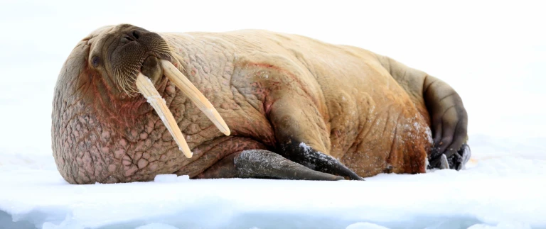 Nord spitzbergen arktischer fruehling wandern segelnwalross auf eisscholle scaled aspect ratio 1500 630 5 scaled
