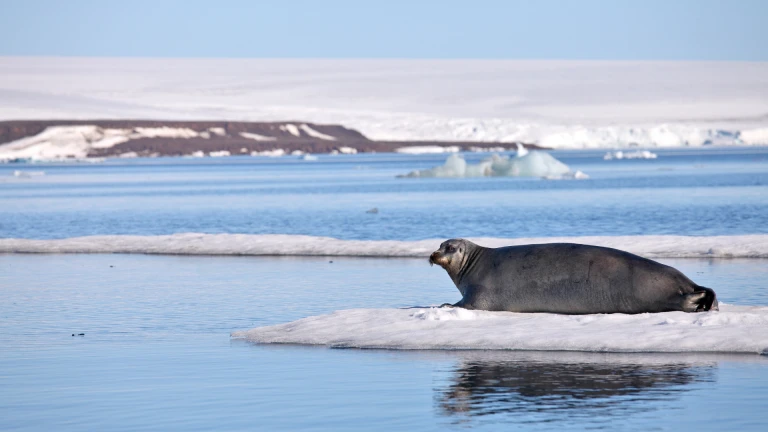Nord spitzbergen arktischer sommerbartrobbe eisscholle arktis