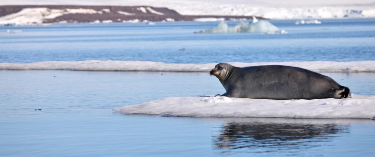 Nord spitzbergen groenlandwale und eisbaeren im meereisbartrobbe eisscholle arktis aspect ratio 1500 630