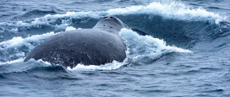 Nord spitzbergen groenlandwale und eisbaeren im meereisgroenlandwal aspect ratio 1500 630