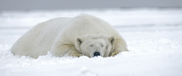 Nord spitzbergen sommersonnenwende auf der suche nach dem eisbaeren packeishans jurgen mager p2xenizav1e unsplash scaled aspect ratio 1500 630 2 scaled