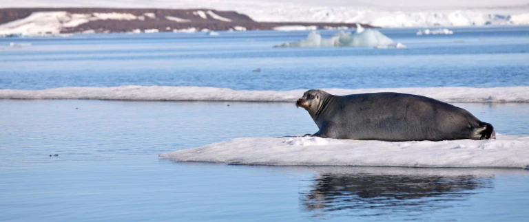 Nord und suedost spitzbergen sommersonnenwendebartrobbe eisscholle arktis aspect ratio 1500 630 1