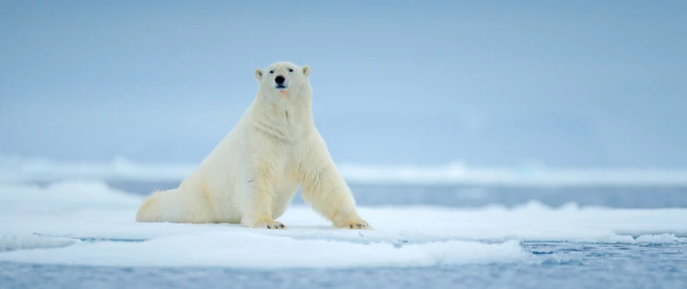 Nordspitzbergen am weitesten noerdlichspitzbergen eisbaer