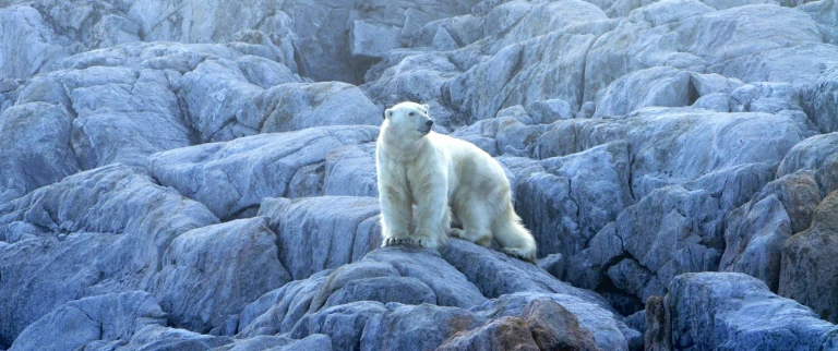 Nordwest passage auf den spuren von franklinnordwestpassage abenteuer eisbaer auf wanderschaft aspect ratio 1500 630