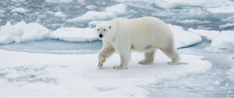 Nordwestpassageeisbaer packeis 1 aspect ratio 1500 630