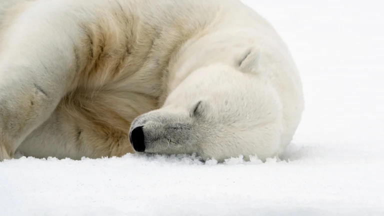 Nordwestpassageeisbaer schlafend