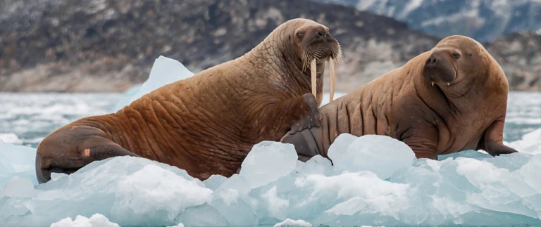 Ostgroenland und spitzbergen eine echte polarexpeditionwalroesser arktis shutterstock aspect ratio 1500 630