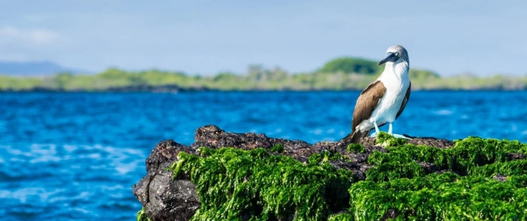 Panamakanal und geheimnisse der inka mit machu picchublaufuss 3 aspect ratio 1500 630 3