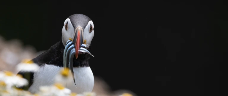 Reise zu den schottischen inseln und den norwegischen fjorden mit smithsonian journeyspapageitaucher paul edney aspect ratio 1500 630