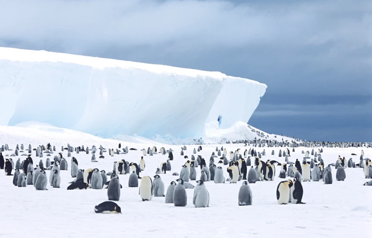 Remote weddell sea explorer inkl suedgeorgien suedliche sandwichinseln neuschwabenland vahsel bay larsen schelfeis paulet und teufelsinsel elefanteninselkaiserpinguine kolonie antarktis