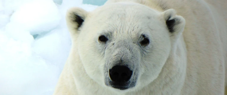 Rund um spitzbergen im reich von eisbaer eisjeeves polar bear 1962503 1920 aspect ratio 1500 630 1