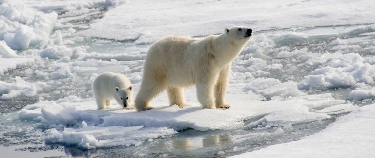 Rund um spitzbergen segeln im arktischen sommereisbaeren mutter baby shutterstock