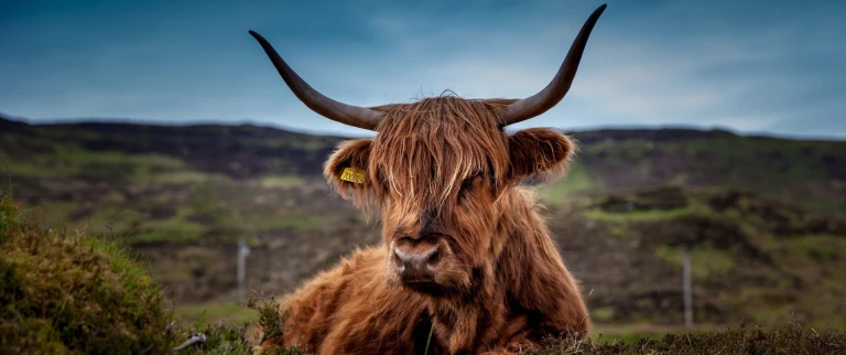 Schottische archipele und faeroeer nordisches erbe und inselidentitaetengalloway rind frank winkler aspect ratio 1500 630