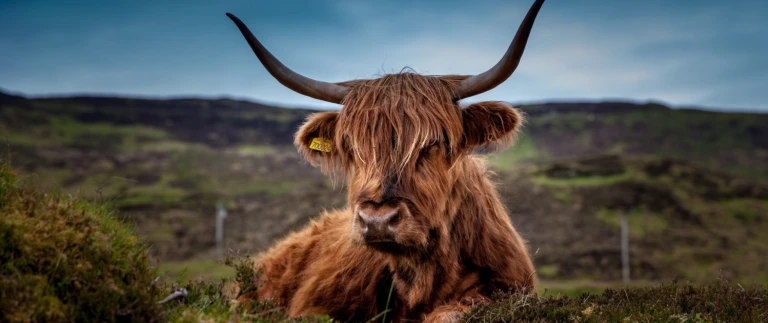 Schottische inseln historische pfade wildnis mit scenic eclipsegalloway rind frank winkler aspect ratio 1500 630