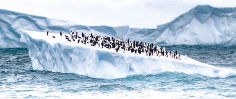 Seereise in die antarktis im spaetsommerpinguine auf eisscholle aspect ratio 1500 630
