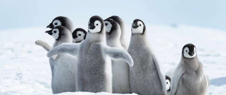 Semi circumnavigation antarktis halbumrundung pionierkurs durch die weisse wuesteshutterstock 1243438036 scaled aspect ratio 1500 630 3 scaled