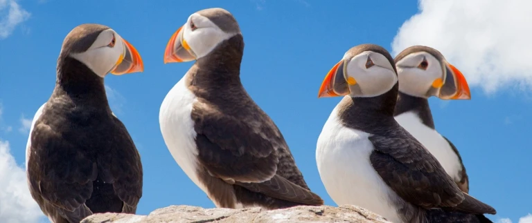 Shetland faeroeer island zwischen wilden inseln und sagenumwobenen laendernpuffins 2819126 1920 aspect ratio 1500 630