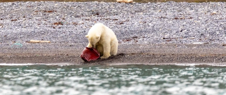 Silversea abenteuer spitzbergen und nordkapp06 reisebericht spitzbergen world voyager ii 1 aspect ratio 1500 630