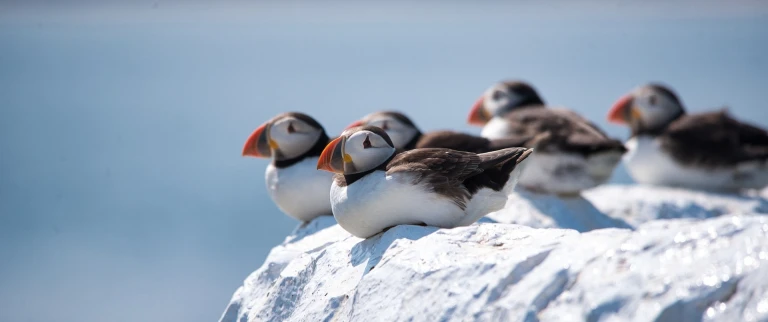 Silversea auf den spuren der papageitaucherpapageientaucher dave hostad aspect ratio 1500 630