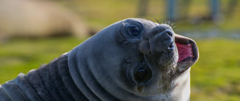 Silversea expedition fruehling antarktis suedgeorgien und falklandinselnsee elefant suedgeorgien scaled aspect ratio 1500 630 scaled
