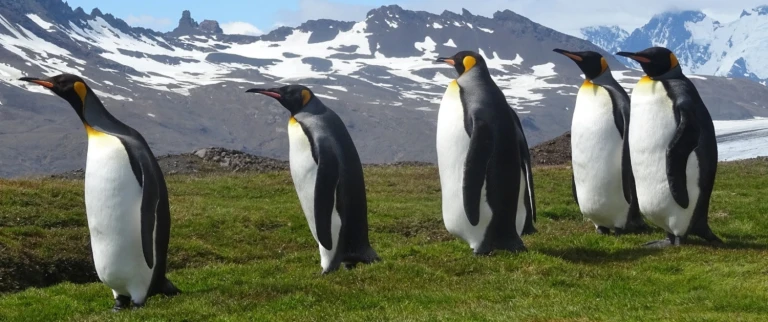 Silversea expedition fruehling antarktis suedgeorgien und falklandinselnsuedgoergien antarktis koenigspinguine 2 aspect ratio 1500 630