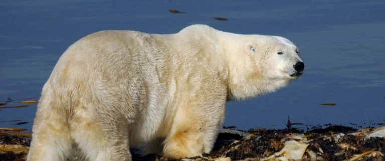 Silversea expedition island groenland hudson bayeisbaer churchill aspect ratio 1500 630