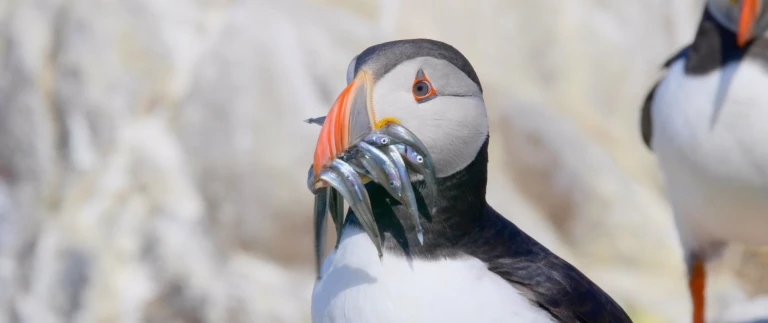 Silversea expedition island und schottlandketstmo birds 3516926 1920 aspect ratio 1500 630