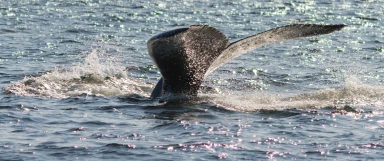 Silversea expedition kanada und ostkuestesankt lorenz strom wal aspect ratio 1500 630