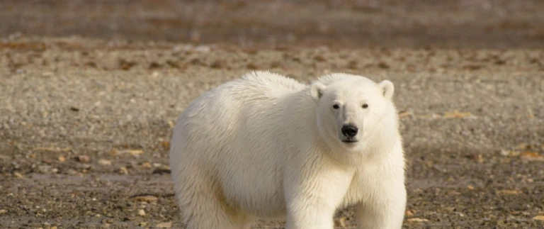 Silversea expedition kanadische arktis westgroenlandnordwestpassage abenteuer eisbaer tundra aspect ratio 1500 630