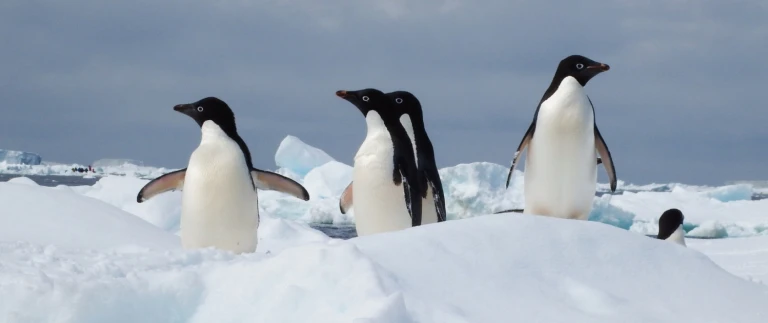 Silversea expedition patagonien antarktis und feuerlandpinguine antarktische halbinsel 4 aspect ratio 1500 630