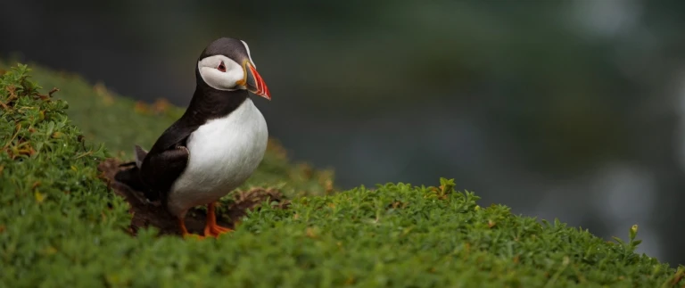 Silversea expedition spitzbergen und islandpapageitaucher konrad janik aspect ratio 1500 630