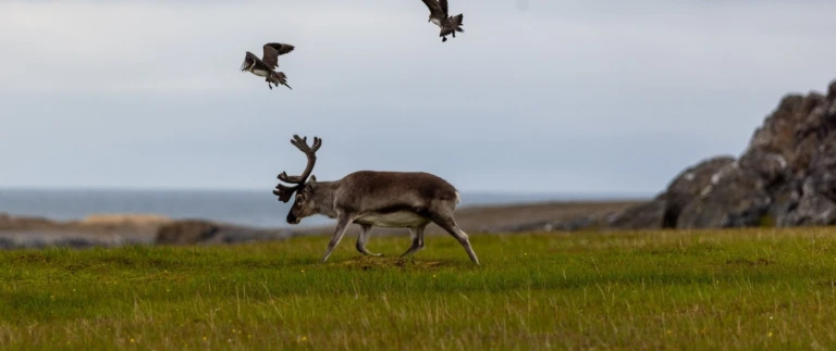Silversea expedition spitzbergen11 reisebericht spitzbergen world voyager iii aspect ratio 1500 630
