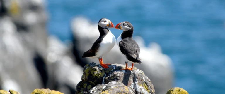Silversea expedition um grossbritannienpapageitaucher paar aspect ratio 1500 630