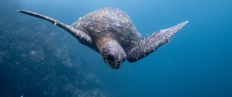 Silvester expedition galapagos inselndustin haney galapagos schildkroete aspect ratio 1500 630 2