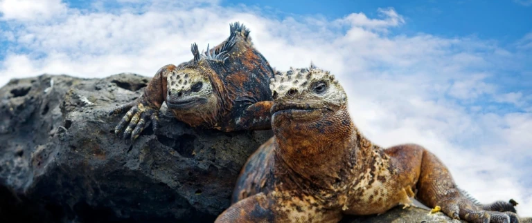 Silvester expedition galapagos inselngalapagos inseln iguanas aspect ratio 1500 630 2