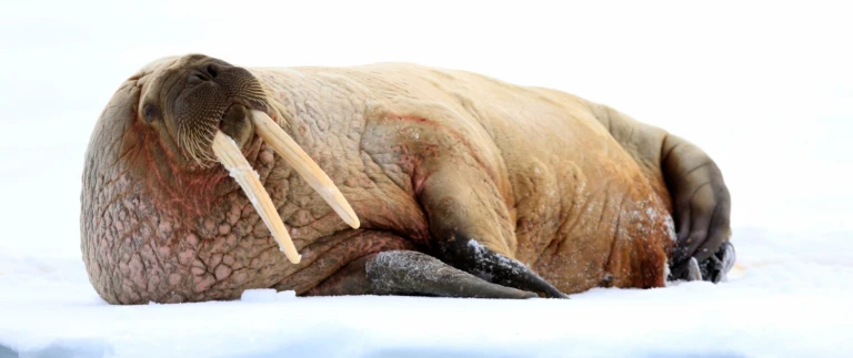 Spitzbergen eisbaeren express mit ocean albatros albatros expeditonswalross auf eisscholle scaled aspect ratio 1500 630 scaled