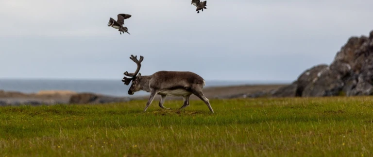 Spitzbergen explorer das beste aus dem hocharktischen norwegen quark expeditions11 reisebericht spitzbergen world voyager iii aspect ratio 1500 630 1
