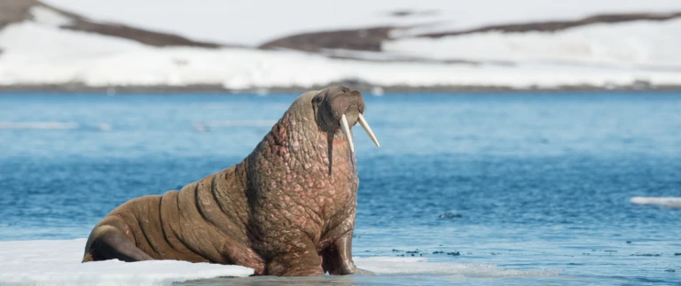 Spitzbergen explorer wildtiermetropole der arktiswalross arktis shutterstock aspect ratio 1500 630