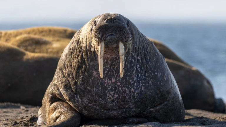 Spitzbergen express suedostsvalbard01 reisebericht spitzbergen world voyager iii