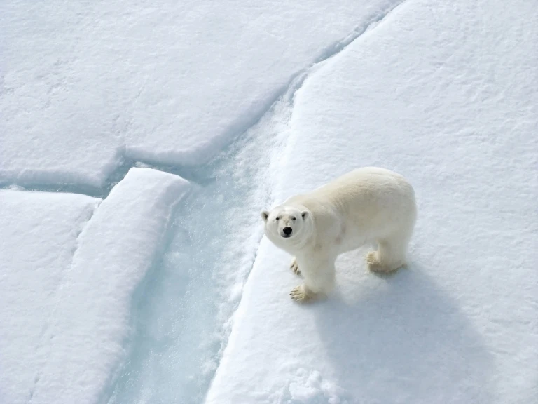 Spitzbergen fotografie im reich des eisbaerenquark expeditions four arctic islands dscf0713 4c quarkexpeditions scaled