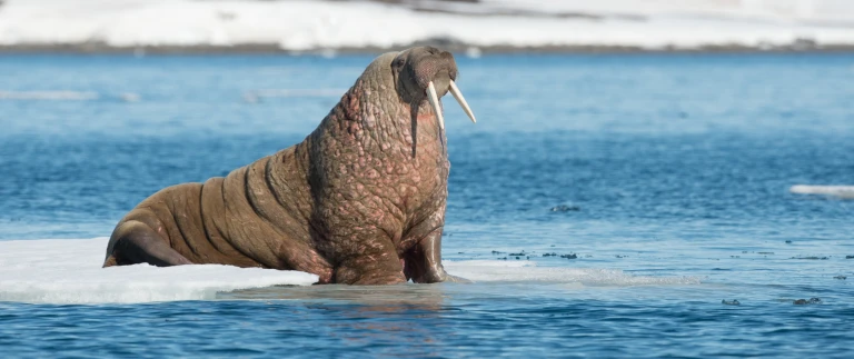 Spitzbergen fotografie im reich des eisbaerenwalross arktis shutterstock aspect ratio 1500 630