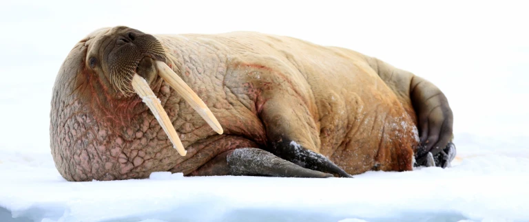 Spitzbergen fuer einsteiger fjorde gletscher und die tierweltwalross auf eisscholle scaled aspect ratio 1500 630 2 scaled