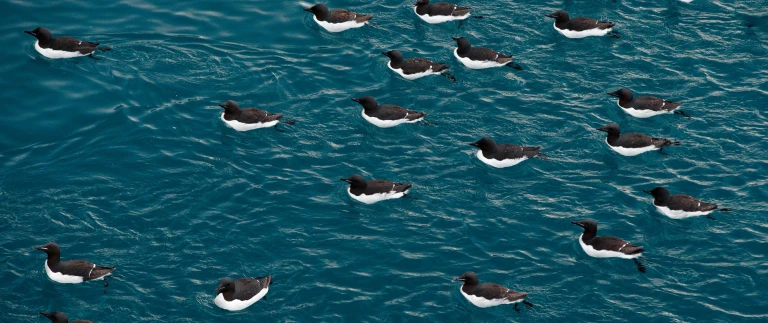 Spitzbergen intensiv grosse inseln grosses abenteuerlummen arktis shutterstock aspect ratio 1500 630 1