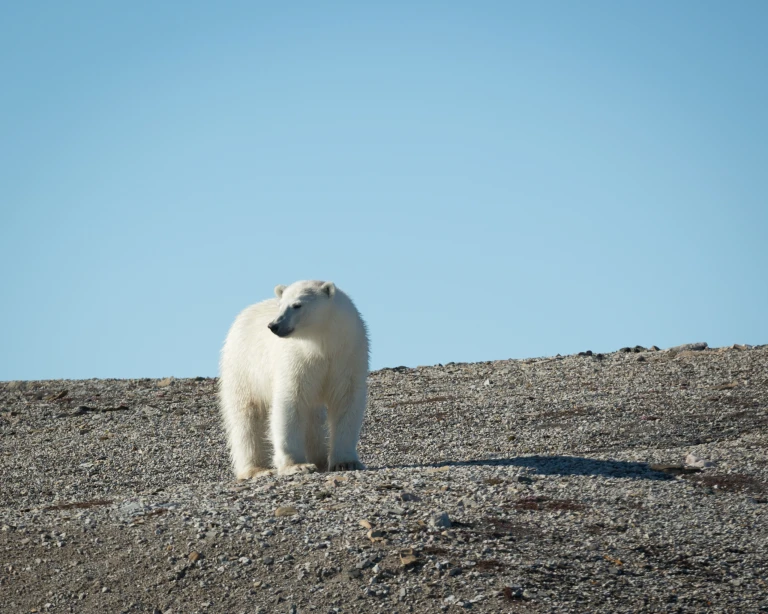 Spitzbergen intensiv grosse inseln grosses abenteuerquark expeditions spitsbergen in depth acaciajohnson svalbard 2016  11 scaled